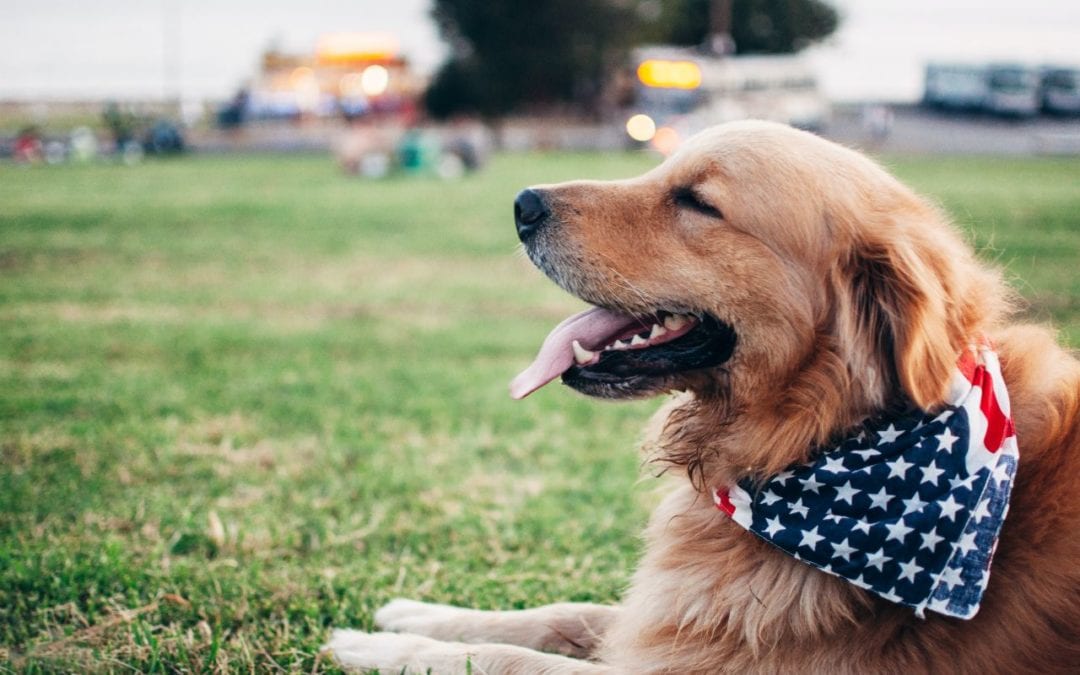 Make Your 4th of July for the Dogs and Cats!
