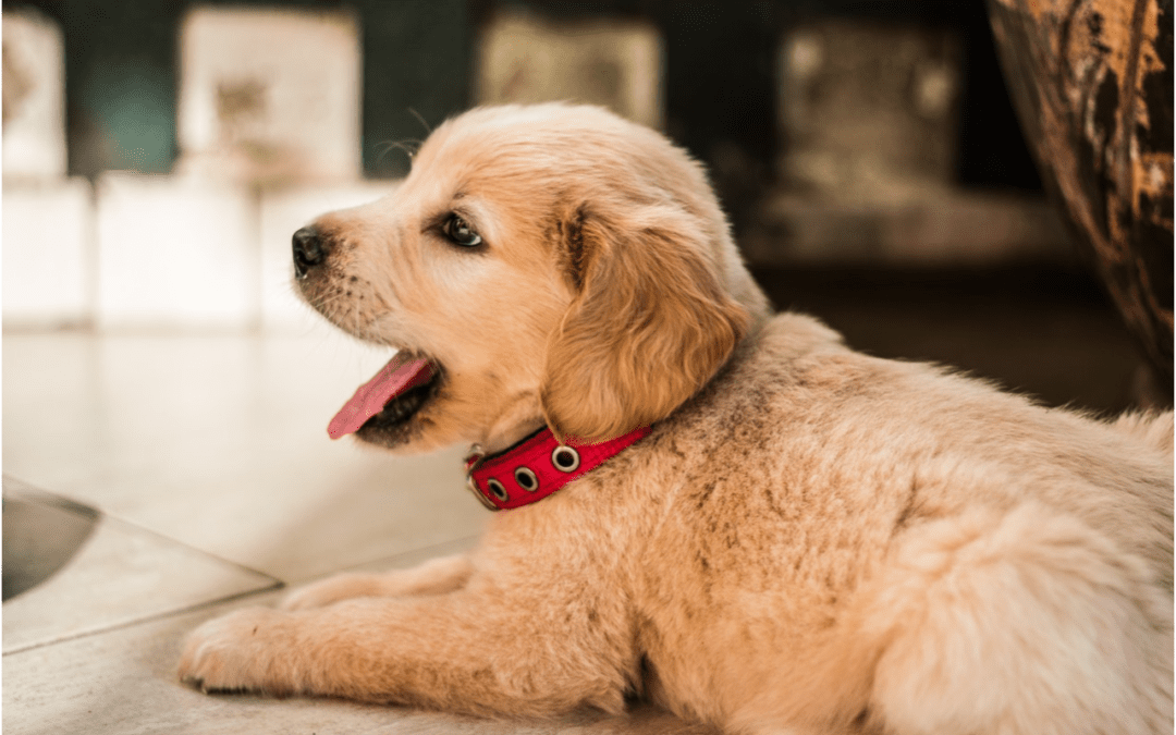 How to Deal with a New Puppy in Your Home