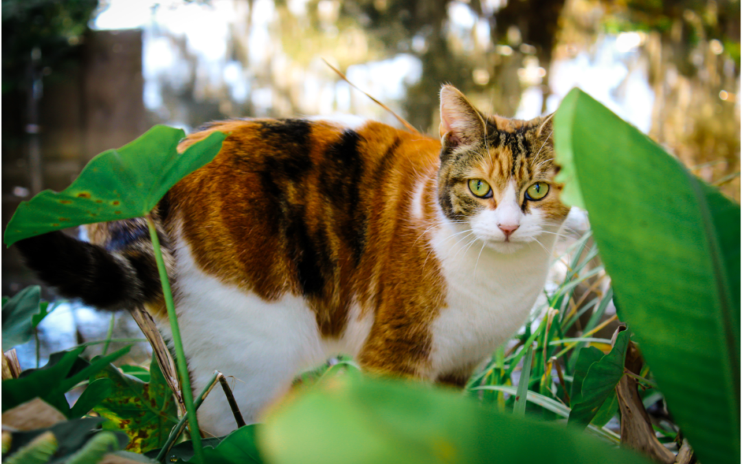 How to Help Your Cat Safely Enjoy the Spring and Summer