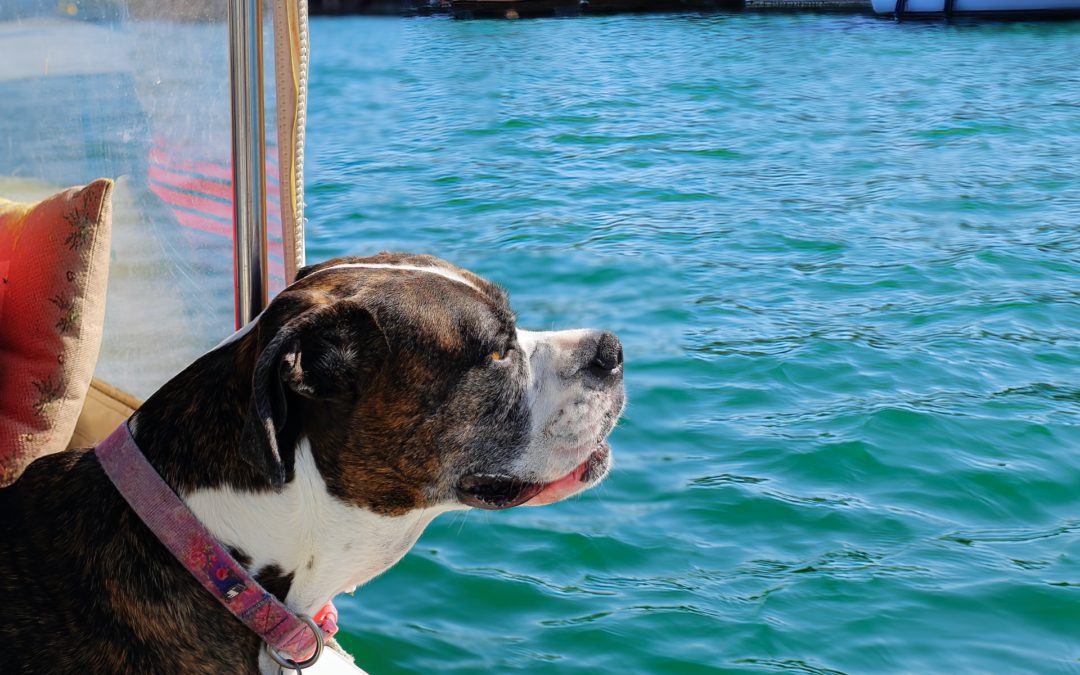 Boating and Lake Safety Tips for Pets