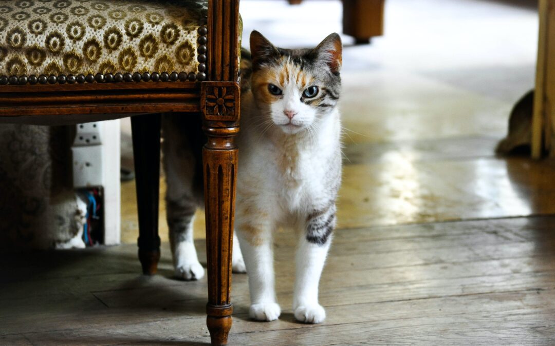The Complete Guide: Welcoming a New Cat into Your Home with Ease