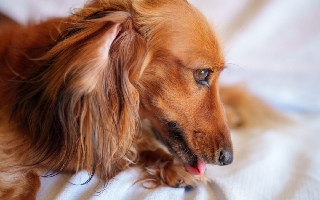 How to Spot, Treat, and Prevent Hot Spots in Pets