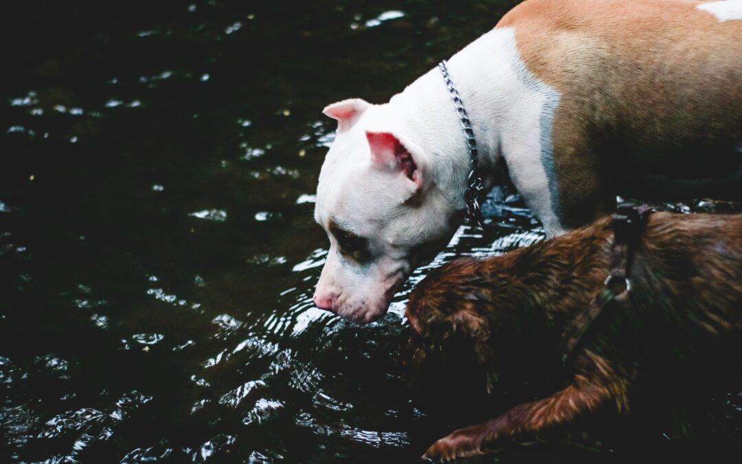 Ensuring Your Pet’s Summer Hydration: A Must for Their Well-Being