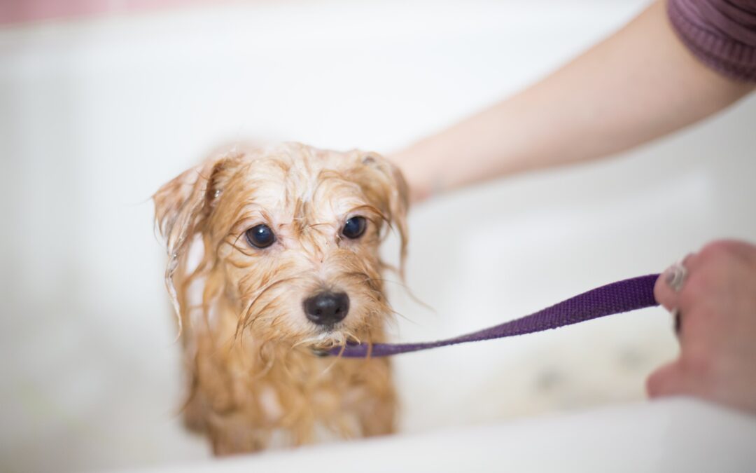 Selecting the Ideal Shampoo for Your Dog’s Coat