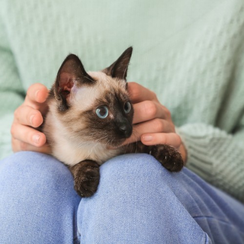 a vet staff lovingly holding a dog